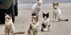 Streunende Katzen sind auch in Eisleben keine Seltenheit. 