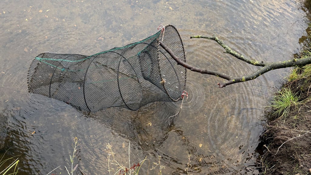 Beim Spazieren fand eine Frau in Haldensleben eine Fischfalle im Wasser.