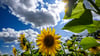 Die Sonnenscheindauer in Thüringen lag im August mit 255 Stunden rund 33 Prozent über dem langjährigen Mittel. (Symbolbild)