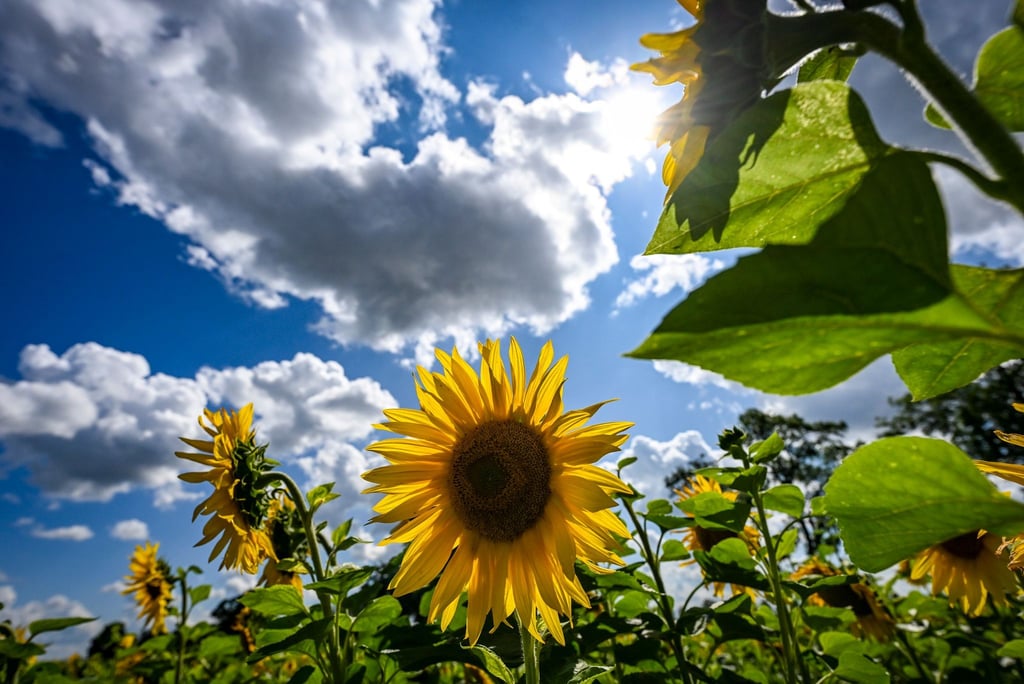 Die Sonnenscheindauer in Thüringen lag im August mit 255 Stunden rund 33 Prozent über dem langjährigen Mittel. (Symbolbild)