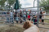 Ganz viel zu sehen von Mensch und Tier gab es beim Erntefest in Strenzfeld. „Leben auf dem Bauernhof“ zeigte den Gästen eine Vielzahl an Tieren aus der Landwirtschaft.