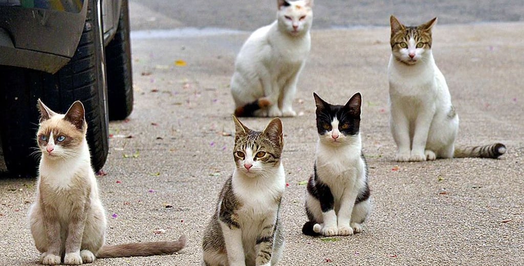 Streunende Katzen sind auch in Eisleben keine Seltenheit.
