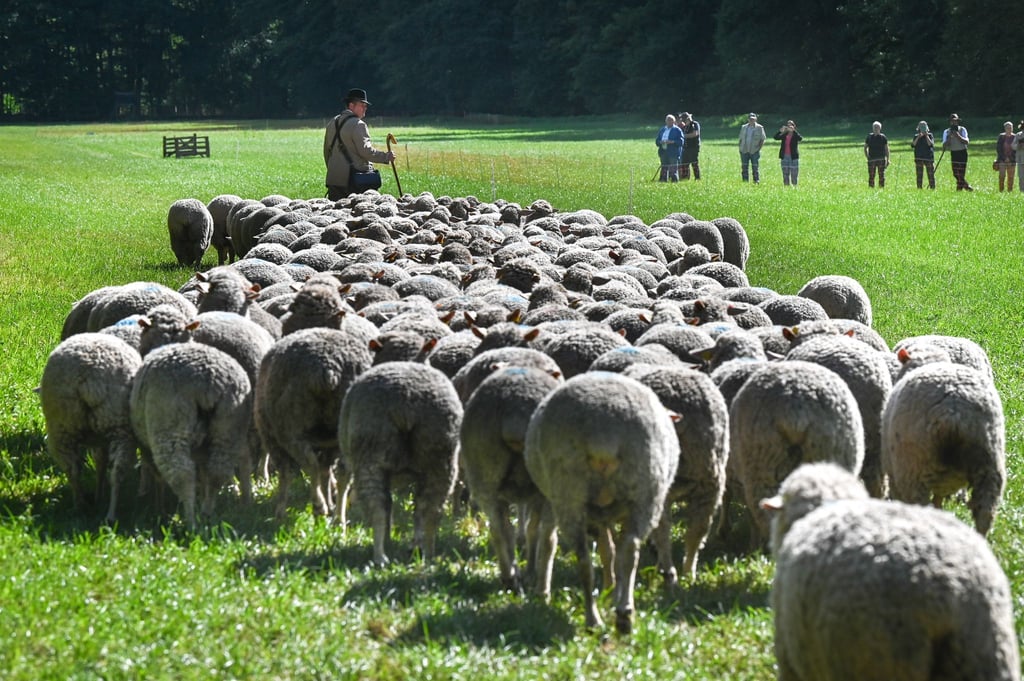 Mit ihren Hütehunden müssen die Schäfer eine Schafherde durch einen Parcours führen.