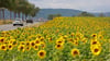 Sachsen-Anhalt zählt bundesweit zu den Ländern mit der größten Fläche für den Anbau von Sonnenblumen. (Archivbild)