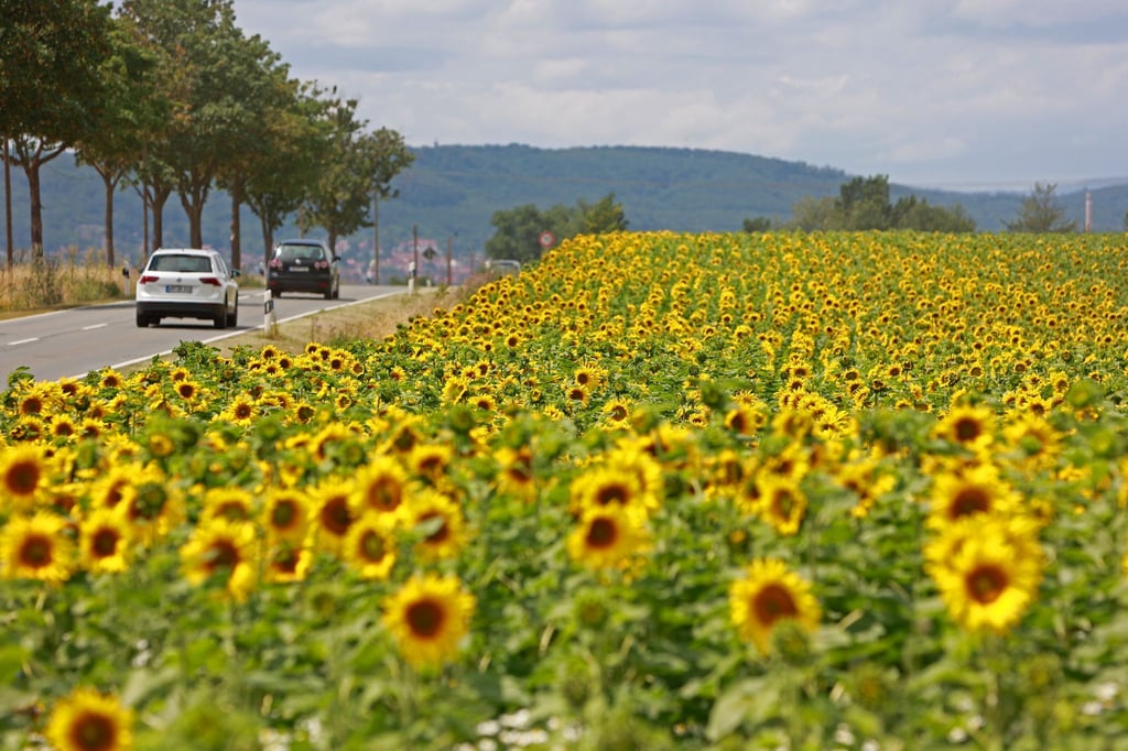 Sachsen-Anhalt zählt bundesweit zu den Ländern mit der größten Fläche für den Anbau von Sonnenblumen. (Archivbild)