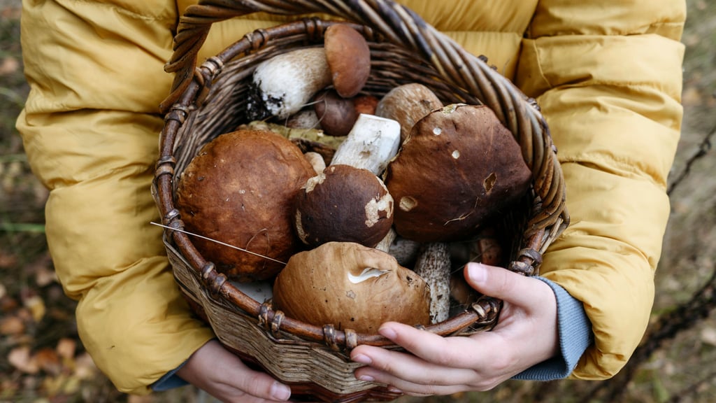 Wer deutlich zu viele Pilze erntet, muss im schlimmsten Falle sogar mit Bußgeldern rechnen.
