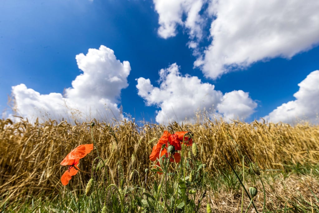 Der September startet mit spätsommerlichem Wetter. (Archivbild)