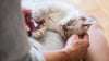 Mit etwas Geduld, ein paar Anpassungen und viel Zuwendung können blinde Katzen ein ebenso erfülltes Leben führen wie ihre sehenden Artgenossen.