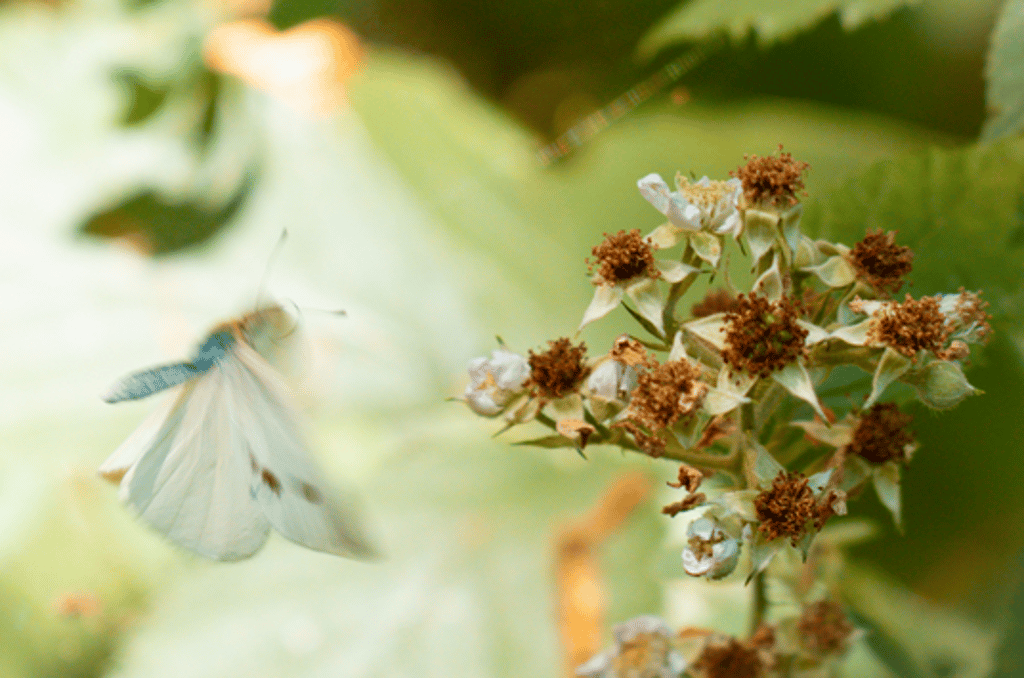 Ein Schmetterling in Bewegungsunschärfe auf Nahrungssuche im Hohen Holz bei Oschersleben. Für unsere Leserinnen und Leser der dritte Platz.