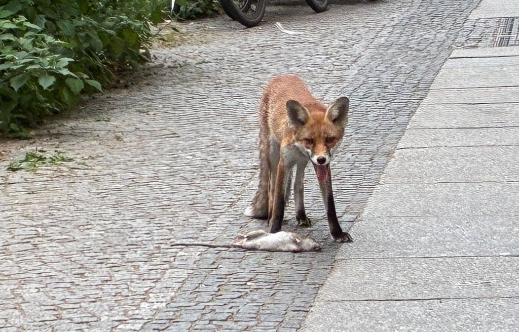 Anwohner melden derzeit verstärkt laute Geräusche - es sind Füchse, die bellen.