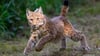 Luchs Charlie soll im Westerzgebirge schon bald für Nachwuchs sorgen.