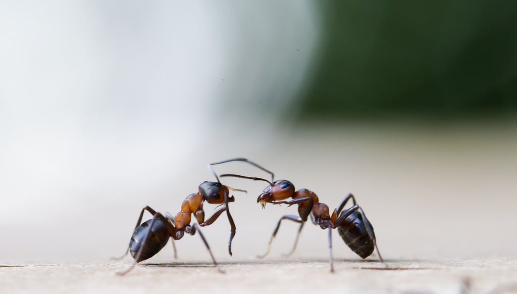 Die Kahlrückige Waldameise (Formica polyctena), auch Kleine Rote Waldameise genannt, gehört zu den geschützten Arten.