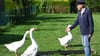 Die Gänse im Garten von Ludwig Smidt sind Auslöser eines Nachbarschaftsstreits in Ostfriesland.