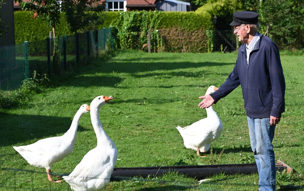 Die Gänse im Garten von Ludwig Smidt sind Auslöser eines Nachbarschaftsstreits in Ostfriesland.