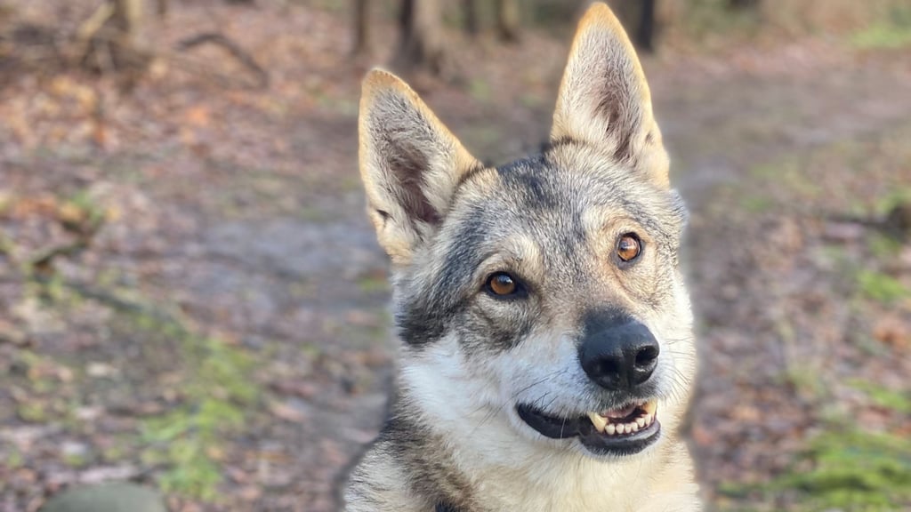 Da war die Welt noch in Ordnung. Nun hat die Tötung von Wolfshund Nanouk in Halberstadt wohl ein juristisches Nachspiel.