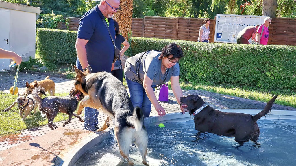 Der Saisonabschluss im Freibad Eisleben ist seit Jahren der Hundebadetag. Dutzende Vierbeiner genossen das Planschen im Wasser.