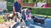 Der Saisonabschluss im Freibad Eisleben ist seit Jahren der Hundebadetag. Dutzende Vierbeiner genossen das Planschen  im Wasser.