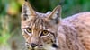 In den Wäldern rund um Eibenstock ist erneut ein Luchs ausgewildert worden.