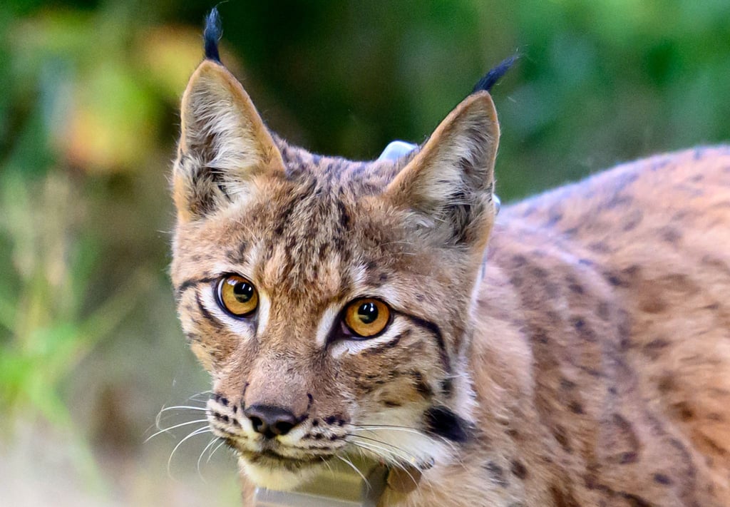 In den Wäldern rund um Eibenstock ist erneut ein Luchs ausgewildert worden.