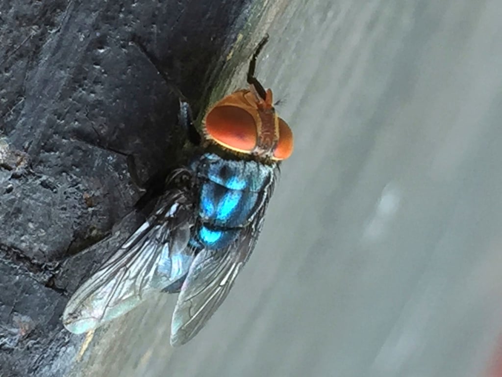 Es gibt gute Möglichkeiten, die Neuwelt-Schraubenwurmfliege gezielt zu bekämpfen.