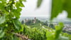 Die Reben auf den Weinbergen rings um das Schloss Ortenberg im badischen Ortenaukreis wachsen auf alten Granitböden und verleihen den daraus produzierten Weinen besondere mineralische Tiefe.