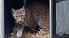 Sachsen hat im Westerzgebirge einen weiteren Luchs ausgewildert (Archiv).