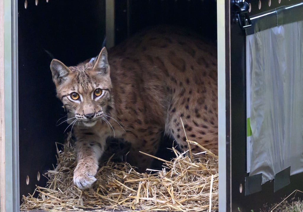 Sachsen hat im Westerzgebirge einen weiteren Luchs ausgewildert (Archiv).