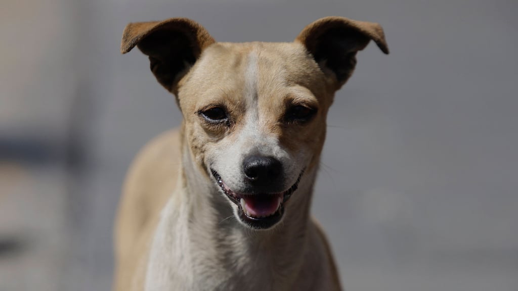 Beim Kauf eines Hundes ist ein Mann in Merseburg einer Betrügerin aufgesessen.