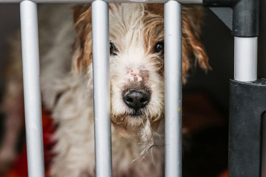 Im vergangenen Jahr retteten Behörden verwahrloste Hunde bei Bad Lauchstädt. Gegen die Besitzerin wurde ein Haltungsverbot verhängt.