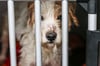 Im vergangenen Jahr retteten Behörden verwahrloste Hunde bei Bad Lauchstädt. Gegen die Besitzerin wurde ein Haltungsverbot verhängt.