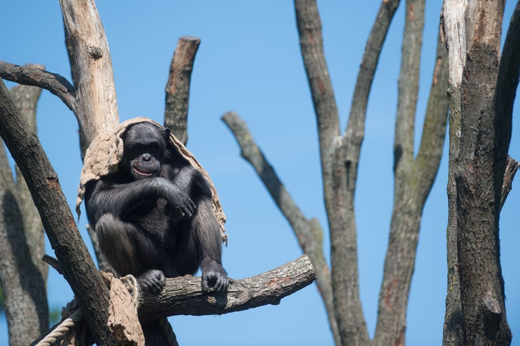 Die Schimpansen im Magdeburger Zoo erhalten ein zweites Außengehege. (Archivbild)