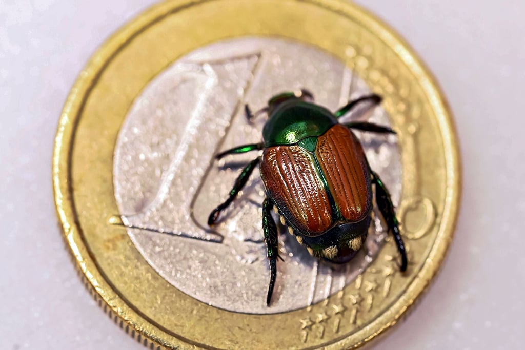 Kleiner Käfer aus Ostasien: Der invasive Japankäfer stellt für die Wälder der Region eine große Gefahr dar.
