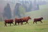 Das Harzer Rote Höhenvieh auf einer Weide im Oberharz.