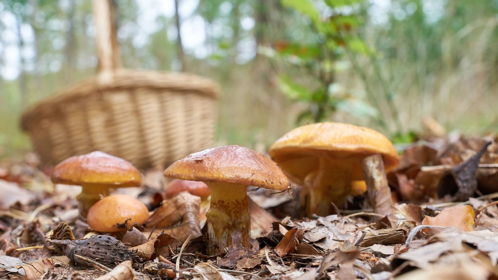 Beim Pilzesuchen kommt es im Wald immer wieder zu gefährlichen Verwechslungen. Wie kann man essbare und giftig Pilze unterscheiden?