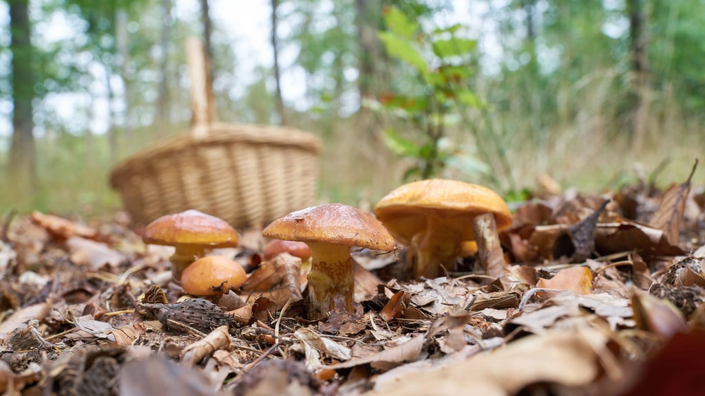 Beim Pilzesuchen kommt es im Wald immer wieder zu gefährlichen Verwechslungen. Wie kann man essbare und giftig Pilze unterscheiden?