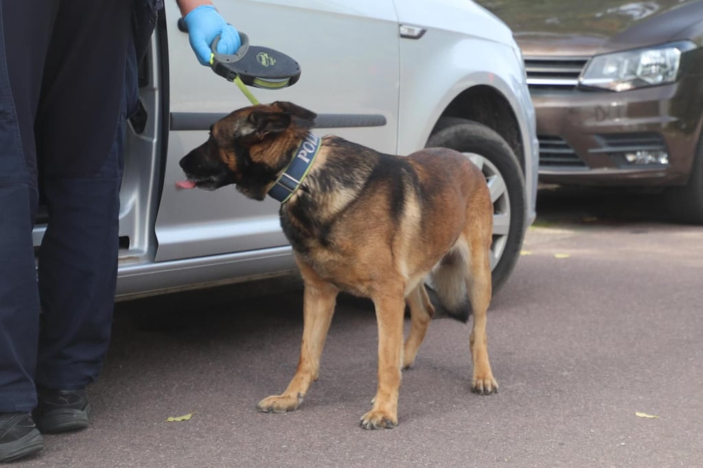 Rauschgiftspürhund "Don" im Einsatz.