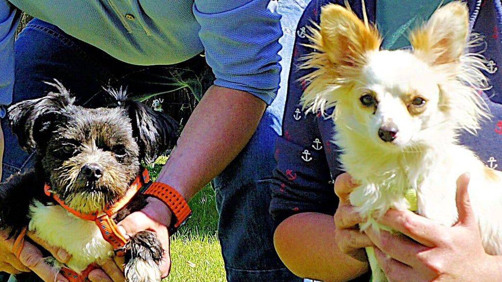 Die Hunde Milo und Mila im Tierheim Eisleben.