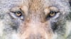 Im Ilm-Kreis ist ein junger Wolf angeschossen und so schwer verletzt worden, dass die örtlichen Behörden das Tier einschläferten. (Illustration)