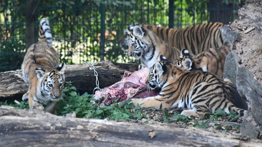 Die vier Tigerbabys im Magdeburger Zoo haben fast vier Monate nach ihrer Geburt Namen erhalten.