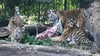 Die vier Tigerbabys im Magdeburger Zoo haben fast vier Monate nach ihrer Geburt Namen erhalten.