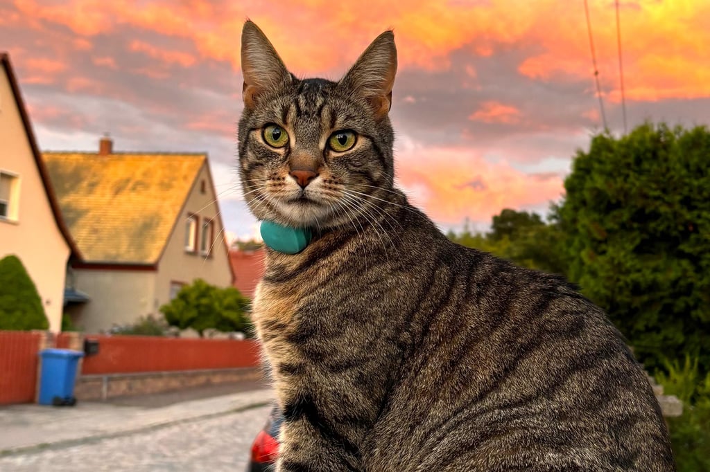 Auf Kater Tiger der Familie Hüneburg aus Lennewitz (Bad Dürrenberg) wurde offenbar gleich mehrmals geschossen.