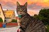 Auf Kater Tiger der Familie Hüneburg aus Lennewitz (Bad Dürrenberg) wurde offenbar gleich mehrmals geschossen.