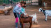 Im Tierpark Köthen wollen die Ziegen gestreichelt und gefüttert werden.