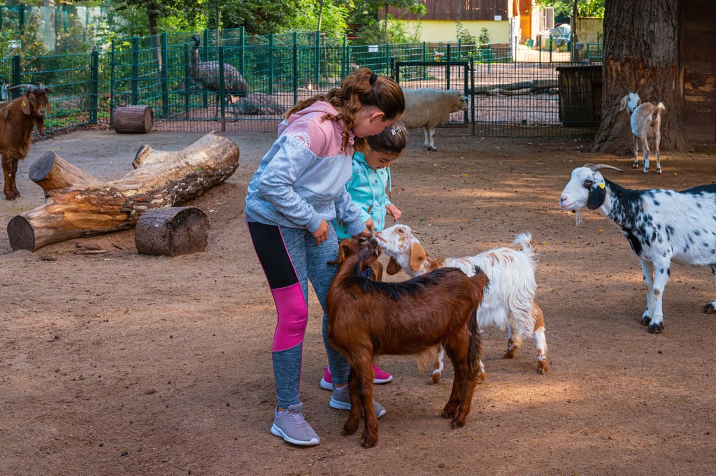 Im Tierpark Köthen wollen die Ziegen gestreichelt und gefüttert werden.