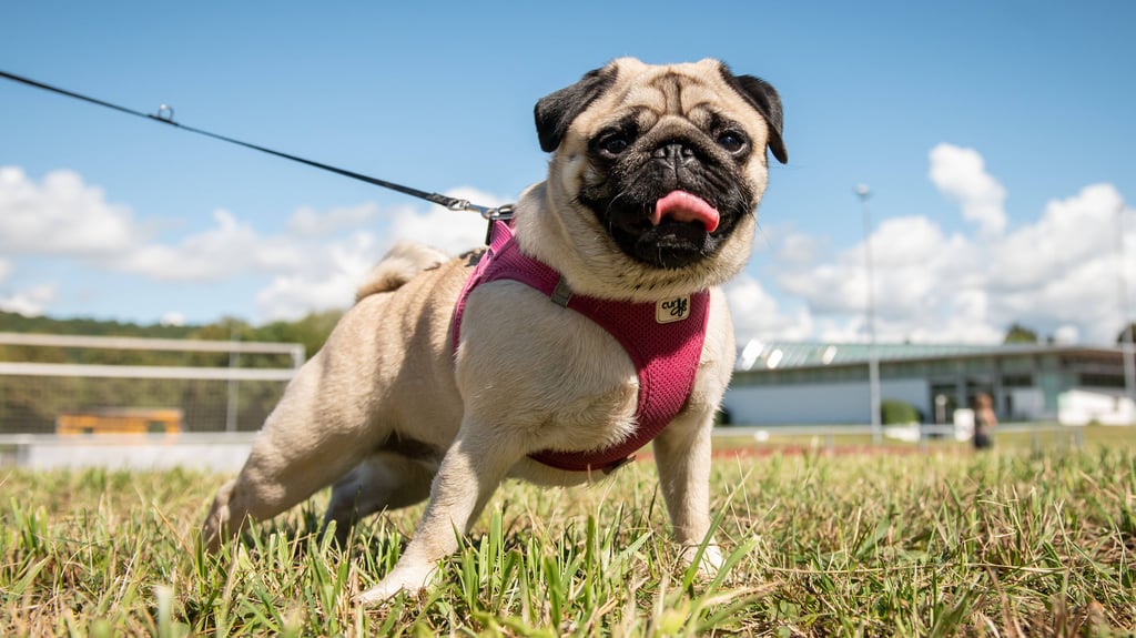 Ein Mops steht spielt auf einer Wiese - in Osterwieck hat ein solcher Hund einen zweijährigen Jungen angegriffen und verletzt. 