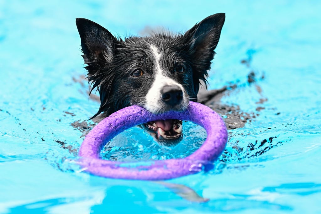 Zum Hundeschwimmen befindet sich kein Chlor mehr im Wasser.