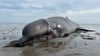 Ein im in Munkmarsch auf Sylt angetriebener Wal ist mit einer Jagdbüchse von einem Seehundjäger erschossen worden.
