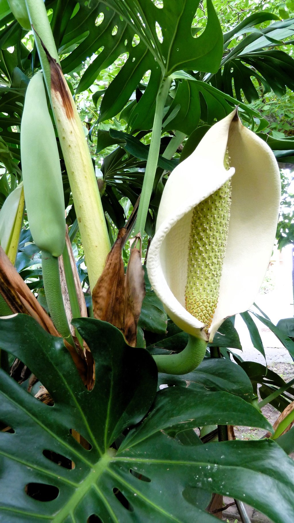 Die Monstera von Familie Lange in Zerbst hat jetzt die für Ahornstabgewächse typischen, von einem großen weißen Hüllblatt umgebenen Blütenkolben ausgebildet.