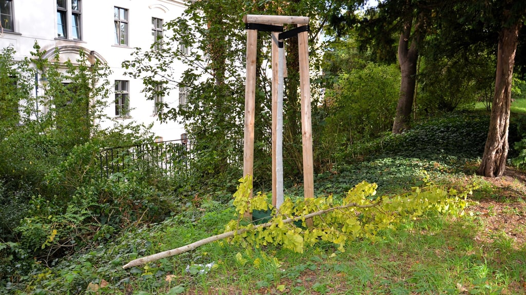 Erneuter Vandalismus in Zerbst: Gerade angewachsen, wurde dieses Ginkgobäumchen einfach abgebrochen.