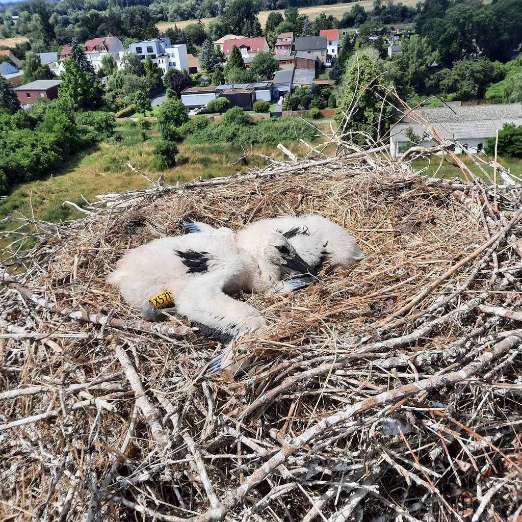 Die beiden Jungstörche, die in diesem Sommer im Nest in Magdeburg-Prester das Licht der Welt erblickten, wurden mutmaßlich Opfer eines nächtlichen Angriffs.